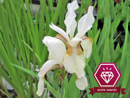 Wiesenschwertlilie weiß - Iris sibirica Alba